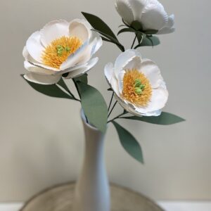 Pivónia čínska -  Claire de Lune